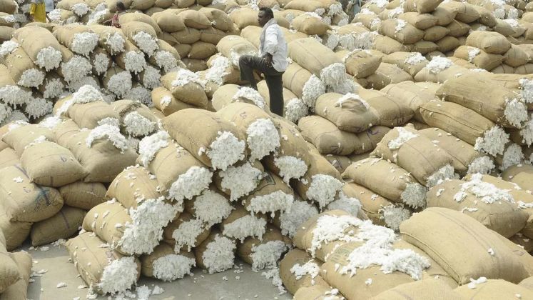 CCI buying cotton at MSP in five states | Textile Industry News
