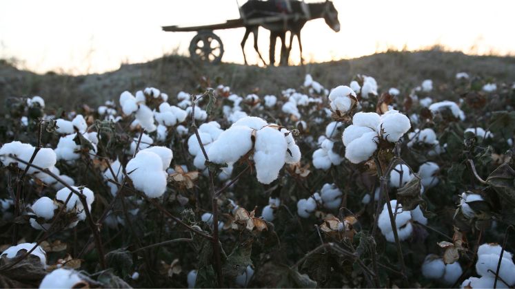 ICA and Supima collaborate on sustainability and quality initiatives in cotton trade
